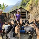 व्यावसायिक कृषिमा रमाउँदै हुप्सेकाेटका खेम रजाली